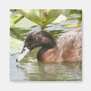 Brawn Duck Foto Square Magnet