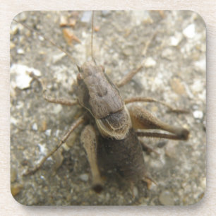 Brawn Field Cricket Cork Untersetzer