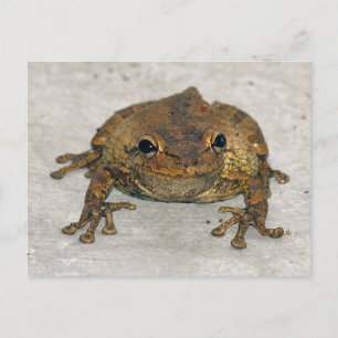 Brawn Frosch Foto Postkarte