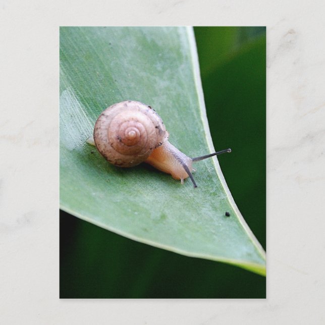 Brawn Garden Snail Postkarte (Vorderseite)