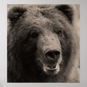 Brawn Grizzly Bär Wildlife Foto Poster