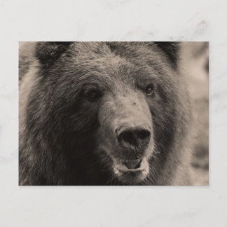 Brawn Grizzly Bär Wildlife Foto Postkarte