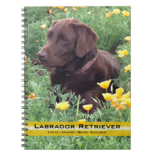Brawn Labrador Retriever in Poppy Patch Foto Notizblock