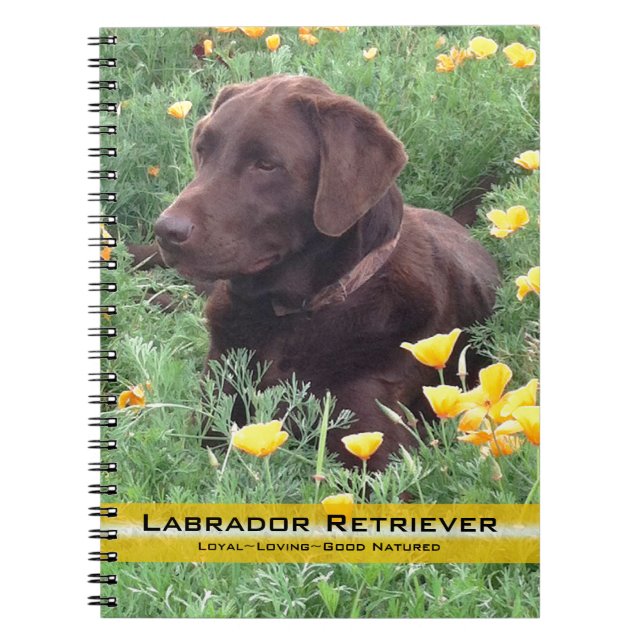 Brawn Labrador Retriever in Poppy Patch Foto Notizblock (Vorderseite)
