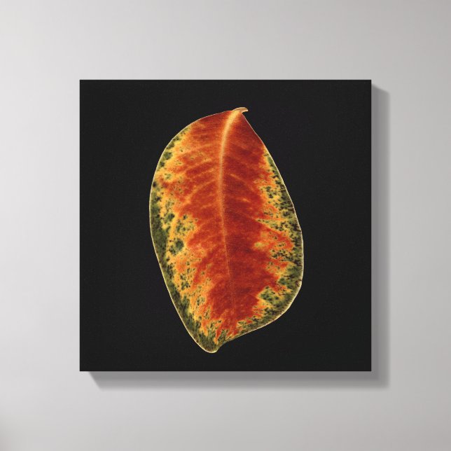 Brawn Leaf Still Life Fine Art Fotograf Leinwanddruck (Vorderseite)