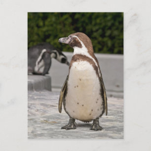 Brawn Magellanic Pinguin Postkarte