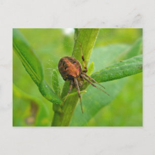 Brawn Orange Araneus (?) Spider Postkarte