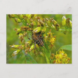 Brawn Orange Araneus (?) Spider Postkarte