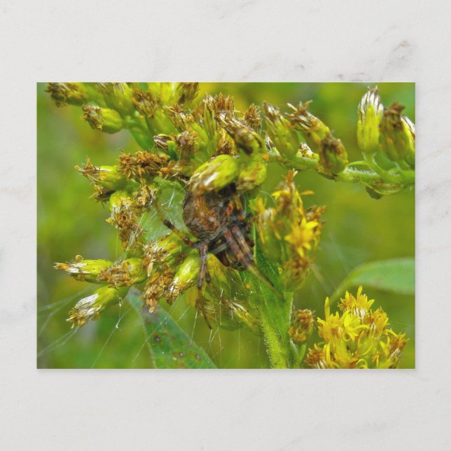 Brawn Orange Araneus (?) Spider Postkarte (Vorderseite)