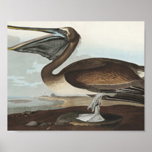 Brawn Pelican from Birds America Poster
