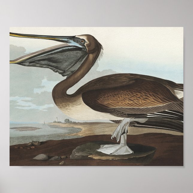 Brawn Pelican from Birds America Poster (Vorne)