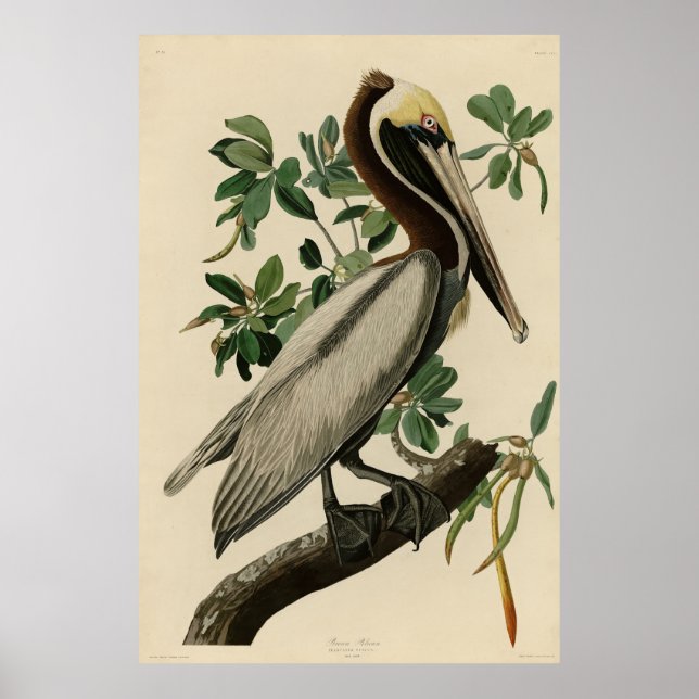 Brawn Pelican von Audubons Vögeln von Amerika Poster (Vorne)