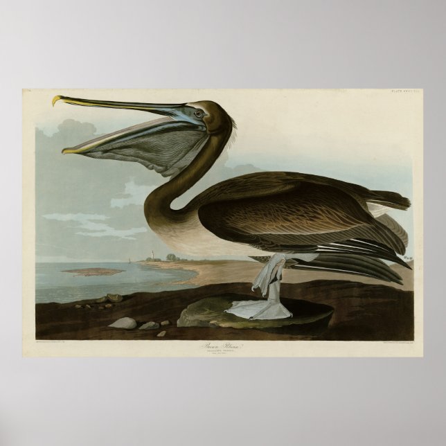Brawn Pelican von Audubons Vögeln von Amerika Poster (Vorne)