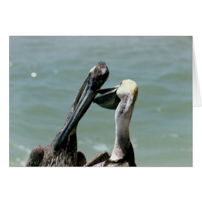 Brawn Pelicans Preening (Vorderseite (Horizontal))