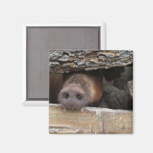 Brawn Pig Poking Snout durch rustikalen Zaun Magnet