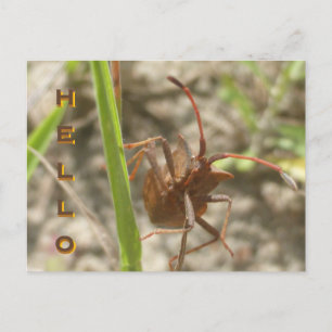 Brawn Shield Bug Nah-up HELLO Postcard Feiertagspostkarte