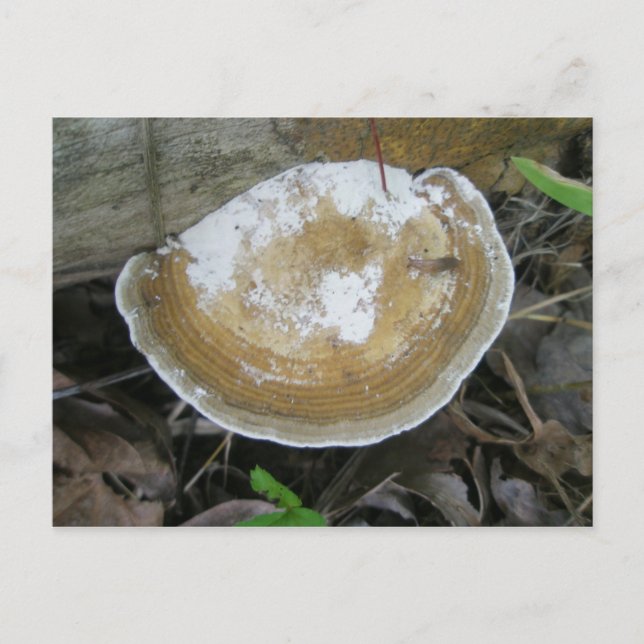 Brawn Tan Bracket Fungus Postkarte (Vorderseite)