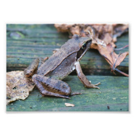 Brawn Wood Frog Fotodruck