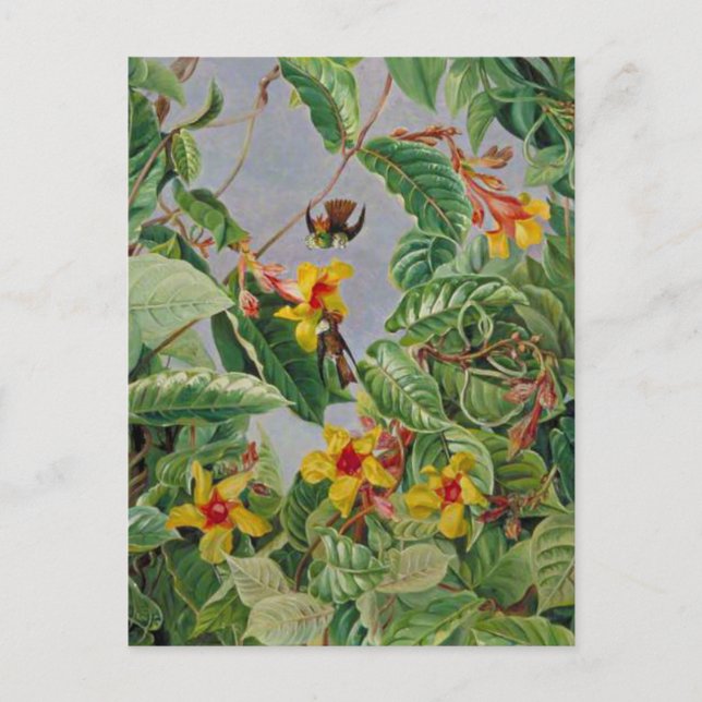 Brazilian Climbing Shrub and Humming Birds, Postkarte (Vorderseite)