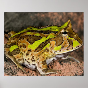 Brazilian Horn Frog, Ceratophrys cornuta, Native Poster
