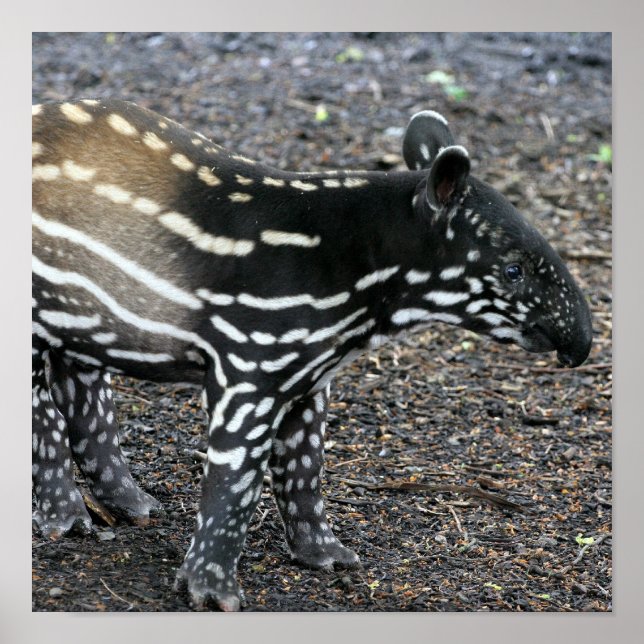 Brazillian Tapir Posters Poster (Vorne)