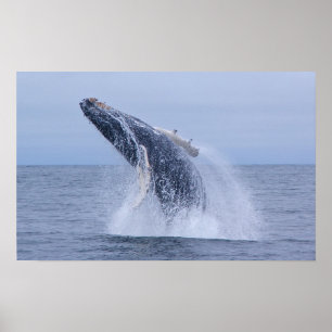 Breaking Humpback Whale Calf Print Poster
