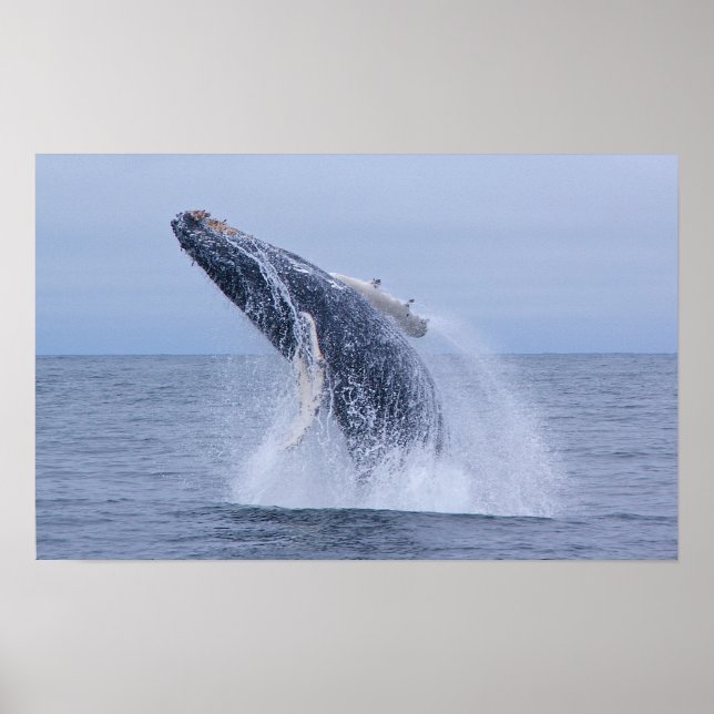 Breaking Humpback Whale Calf Print Poster (Vorne)