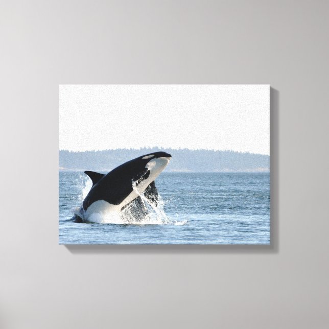 Breaking Orca Canvas Print Leinwanddruck (Vorderseite)