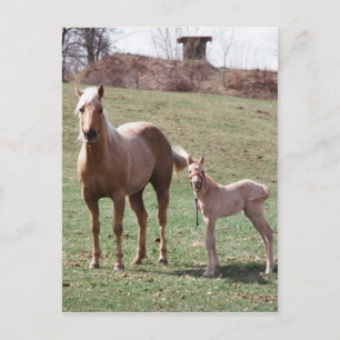 Bree & Jac Postkarte