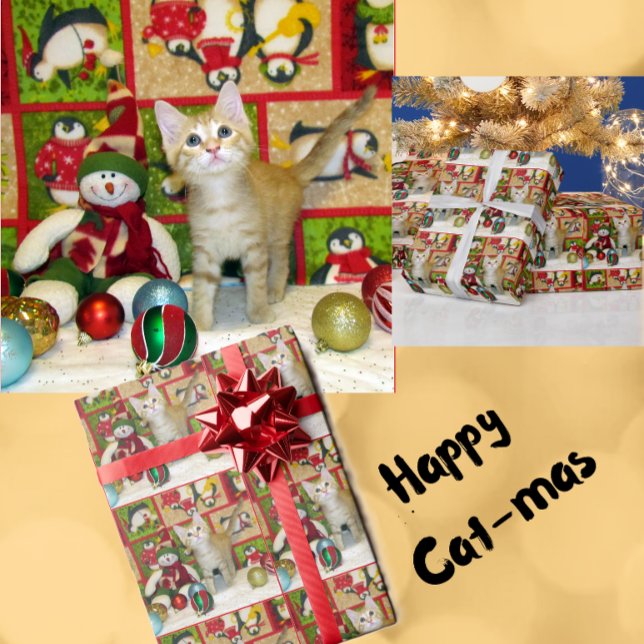 Breezy The Cat - Weihnachtswrapping Paper Roll Geschenkpapier (Von Creator hochgeladen)