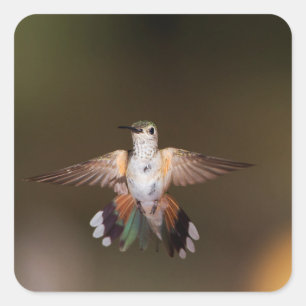 Breit-Angebundener Kolibri, der vorführt Quadratischer Aufkleber