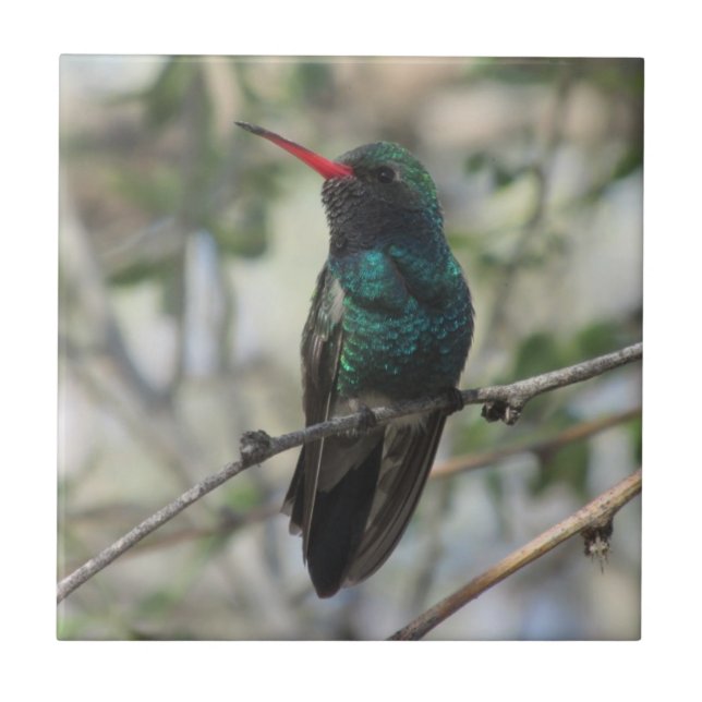 Breit-berechneter Kolibri Fliese (Vorderseite)