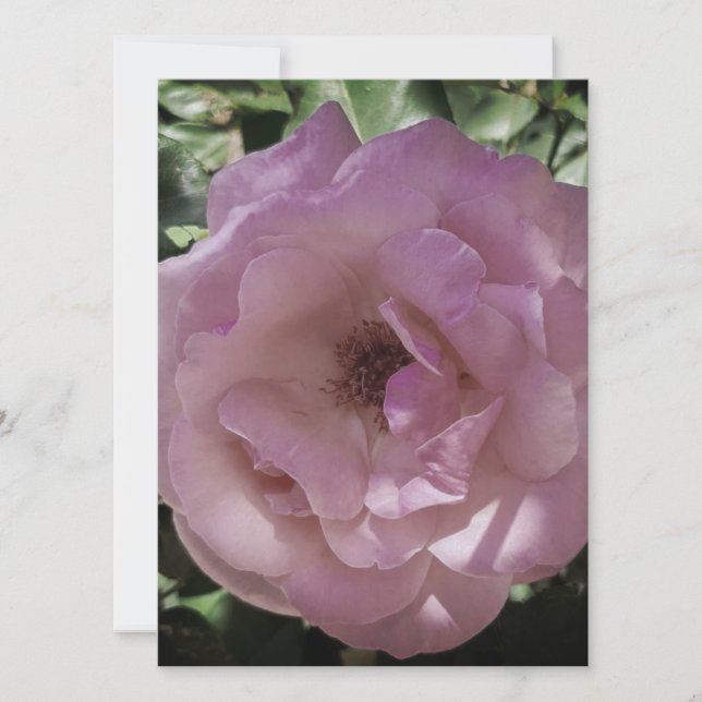 BREITE EINLADUNG Flachkarte ROSE STIL DESIGN (Vorderseite)