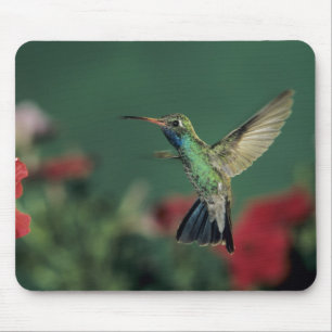 Breitschnabelkolibri, Cynanthus Mousepad