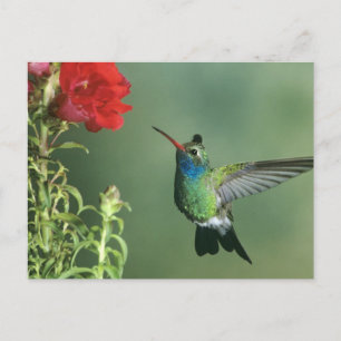 Breitschnabelkolibri Männchen Postkarte