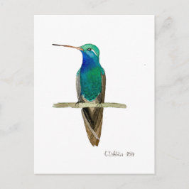Breitschnabelkolibri Postkarte