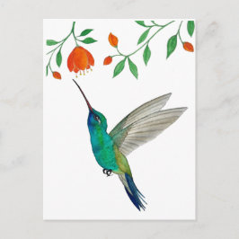 Breitschnabelkolibri Postkarte