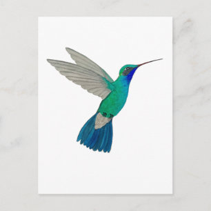 Breitschnabelkolibri Postkarte