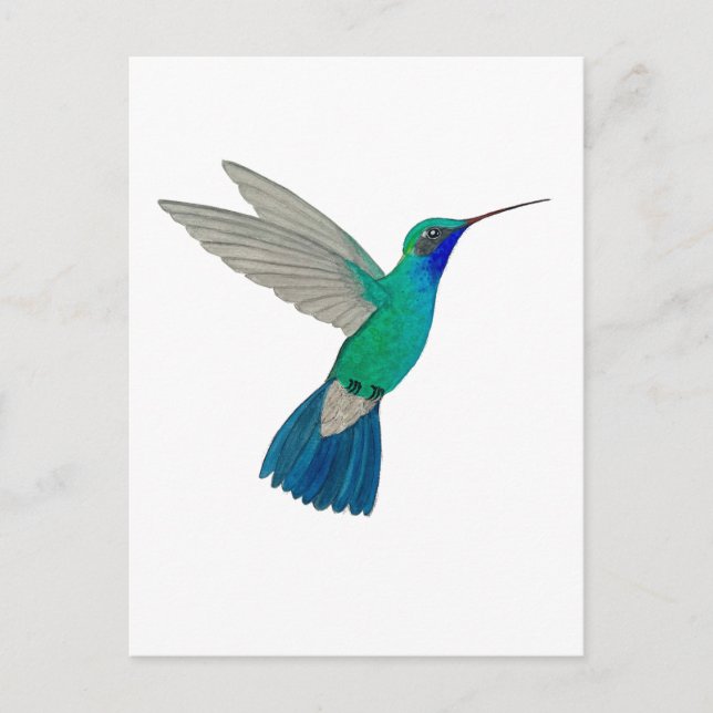 Breitschnabelkolibri Postkarte (Vorderseite)