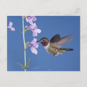 Breitschwanzkolibri, Selasphorus Postkarte