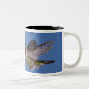 Breitschwanzkolibri, Selasphorus Zweifarbige Tasse