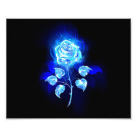 Brennen der blauen Rose