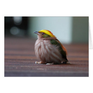 Brennend-mit einer Kappe bedecktes Manakin