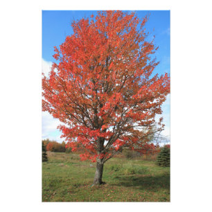 Brennende rote Ahornbäume im Herbst Fotodruck
