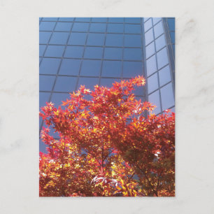 Brentwood Trees and Glass Postkarte