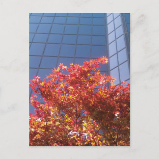 Brentwood Trees and Glass Postkarte