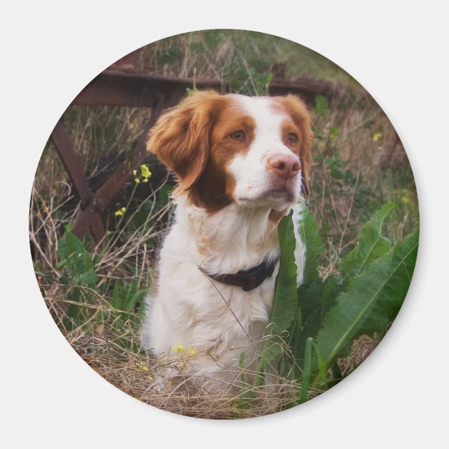 Bretagne Magnet (Vorne)