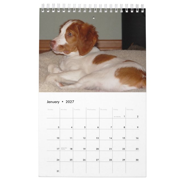 Bretagne-Welpen 2008 Kalender (Jan 2027)