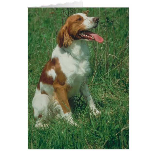 BretagneSpaniel (Vorne)
