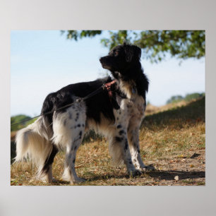 Bretagnespaniel-Hundeplakat Poster